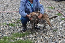 CALI, Hund, Mischlingshund in Rumänien - Bild 3