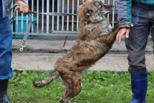 CALI, Hund, Mischlingshund in Rumänien - Bild 4