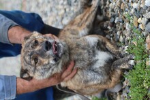 CALI, Hund, Mischlingshund in Rumänien - Bild 5