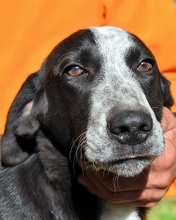 DENIS, Hund, Mischlingshund in Italien - Bild 1