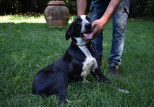 DENIS, Hund, Mischlingshund in Italien - Bild 10