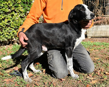DENIS, Hund, Mischlingshund in Italien - Bild 2