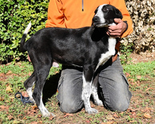 DENIS, Hund, Mischlingshund in Italien - Bild 3
