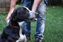 DENIS, Hund, Mischlingshund in Italien - Bild 5