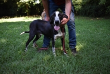 DENIS, Hund, Mischlingshund in Italien - Bild 6