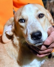 DENISSE, Hund, Mischlingshund in Italien - Bild 1
