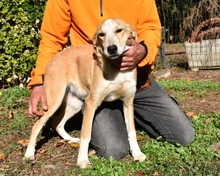 DENISSE, Hund, Mischlingshund in Italien - Bild 15