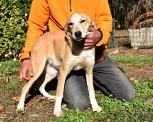 DENISSE, Hund, Mischlingshund in Italien - Bild 2