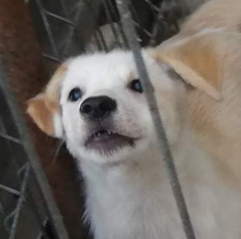 SULLIVAN, Hund, Mischlingshund in Rumänien - Bild 1