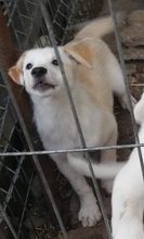 SULLIVAN, Hund, Mischlingshund in Rumänien - Bild 2