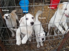 SULLIVAN, Hund, Mischlingshund in Rumänien - Bild 3