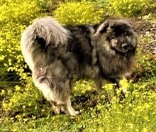 LEON, Hund, Kaukasischer Hirtenhund in Weira - Bild 2