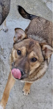 FREDERIC, Hund, Mischlingshund in Rumänien - Bild 1