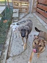 FREDERIC, Hund, Mischlingshund in Rumänien - Bild 2