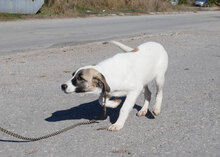 MENYA, Hund, Mischlingshund in Bulgarien - Bild 3