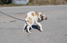 MENYA, Hund, Mischlingshund in Bulgarien - Bild 4