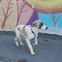 MENYA, Hund, Mischlingshund in Bulgarien - Bild 9