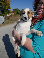 MALINI, Hund, Mischlingshund in Bulgarien - Bild 1