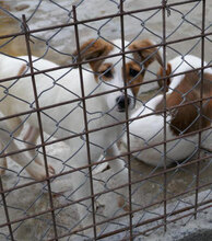 MALINI, Hund, Mischlingshund in Bulgarien - Bild 12