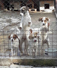 MALINI, Hund, Mischlingshund in Bulgarien - Bild 13