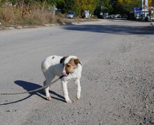 MALINI, Hund, Mischlingshund in Bulgarien - Bild 3