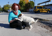 MALINI, Hund, Mischlingshund in Bulgarien - Bild 4