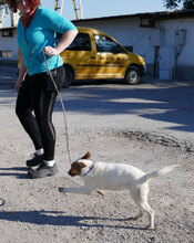 MALINI, Hund, Mischlingshund in Bulgarien - Bild 6