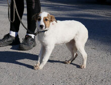 MALINI, Hund, Mischlingshund in Bulgarien - Bild 9