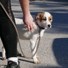MALINI, Hund, Mischlingshund in Hamburg - Bild 10