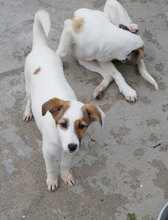 MALINI, Hund, Mischlingshund in Hamburg - Bild 11
