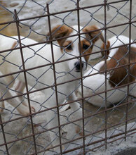 MALINI, Hund, Mischlingshund in Hamburg - Bild 12