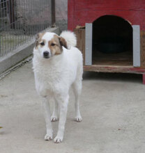 MALINI, Hund, Mischlingshund in Hamburg - Bild 14