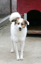 MALINI, Hund, Mischlingshund in Hamburg - Bild 15