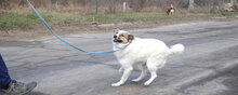 MALINI, Hund, Mischlingshund in Hamburg - Bild 16