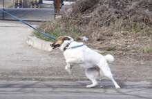 MALINI, Hund, Mischlingshund in Hamburg - Bild 17