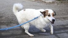 MALINI, Hund, Mischlingshund in Hamburg - Bild 18