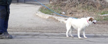 MALINI, Hund, Mischlingshund in Hamburg - Bild 19