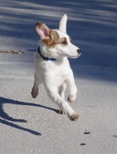 MALINI, Hund, Mischlingshund in Hamburg - Bild 2