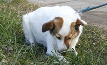 MALINI, Hund, Mischlingshund in Hamburg - Bild 20