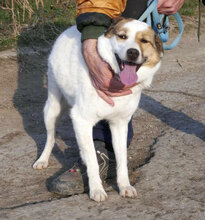 MALINI, Hund, Mischlingshund in Hamburg - Bild 21