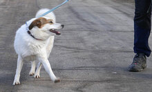 MALINI, Hund, Mischlingshund in Hamburg - Bild 22