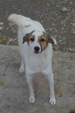 MALINI, Hund, Mischlingshund in Hamburg - Bild 24