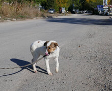 MALINI, Hund, Mischlingshund in Hamburg - Bild 3