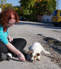 MALINI, Hund, Mischlingshund in Hamburg - Bild 5