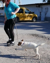 MALINI, Hund, Mischlingshund in Hamburg - Bild 6