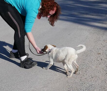 MALINI, Hund, Mischlingshund in Hamburg - Bild 7