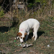 MALINI, Hund, Mischlingshund in Hamburg - Bild 8