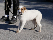 MALINI, Hund, Mischlingshund in Hamburg - Bild 9