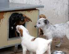 BELINDA, Hund, Mischlingshund in Obermoschel - Bild 10