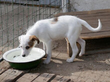 BELINDA, Hund, Mischlingshund in Obermoschel - Bild 11